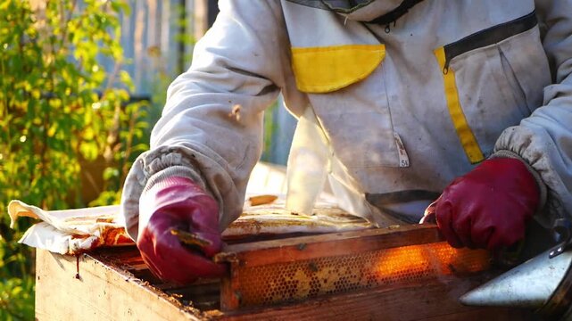 A beekeeper in a protective suit inspects hive frames at an apiary. Video of agriculture, livestock farming, and honey production