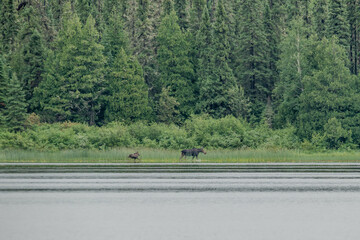 Mother Moose with Calf, Collection