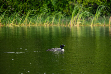 Loons in the wild, with their baby chick in the reeds