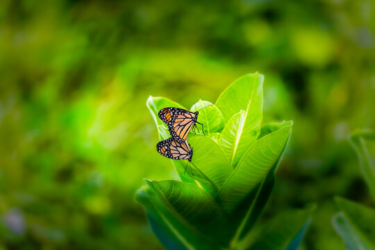Two monarch butterflies mating on a green leaf in nature.