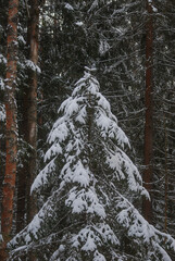 snow covered pine tree