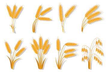 Golden wheat ears set illustration design for agriculture harvest and healthy food concept isolated on white background vector template
