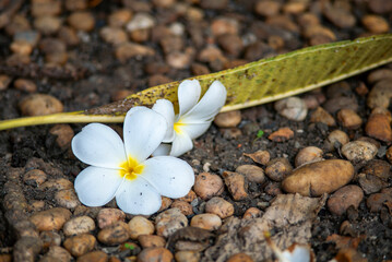 White flowers on brown pebbles ground