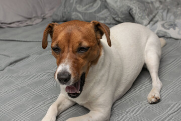 Tired Jack Russell Terrier Relaxing on a Cozy Bed with Yawning Expression