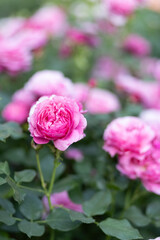 Pink roses bloom in the garden. A bush of pink roses in the park. Photo
