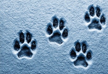 Dog paw prints in the snow.