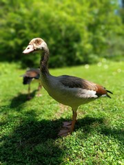 goose in the grass