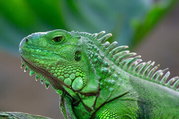close up of green iguana in Paraguay