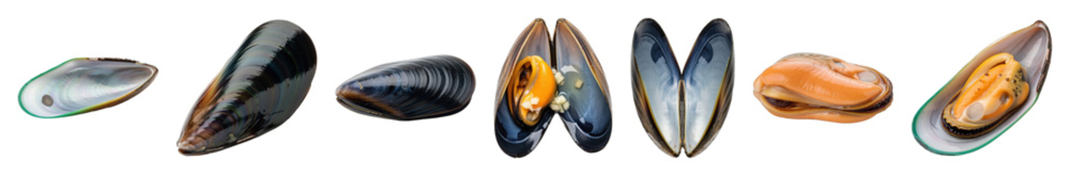 Mussel set including closed, opened, shelled, and empty shell variations isolated. Fresh seafood ingredient collection.