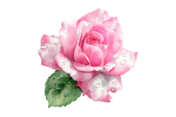Pink rose watercolor with water drops, isolated on white transparent background