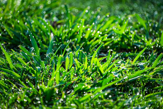 green grass with dew drops of water