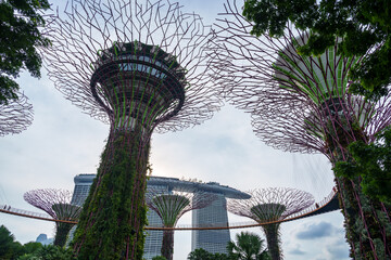 Fantastic place in the Singapore Supertree Grove  © Daniel