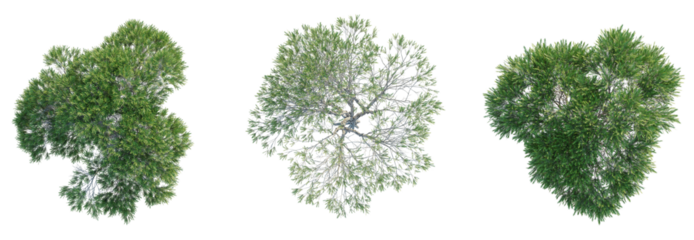 Melaleuca ericifolia Tree plan top view 4k isolate