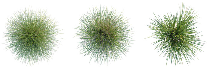 Carex dipsacea Tree plan top view cutout transparent background © Đỗ Hải