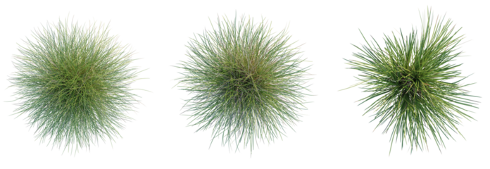 Carex dipsacea Tree plan top view cutout transparent background