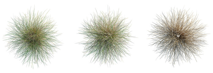 Carex dipsacea Tree plan top view cutout isolate on white background