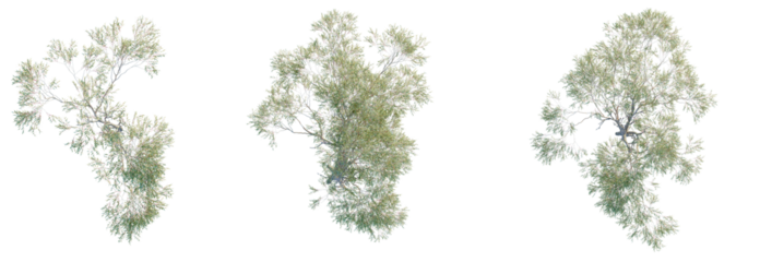 Eucalyptus camaldulensis Tree plan top view cutout isolate on white background