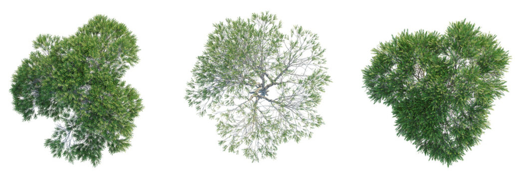 Melaleuca ericifolia Tree plan top view 4k isolate