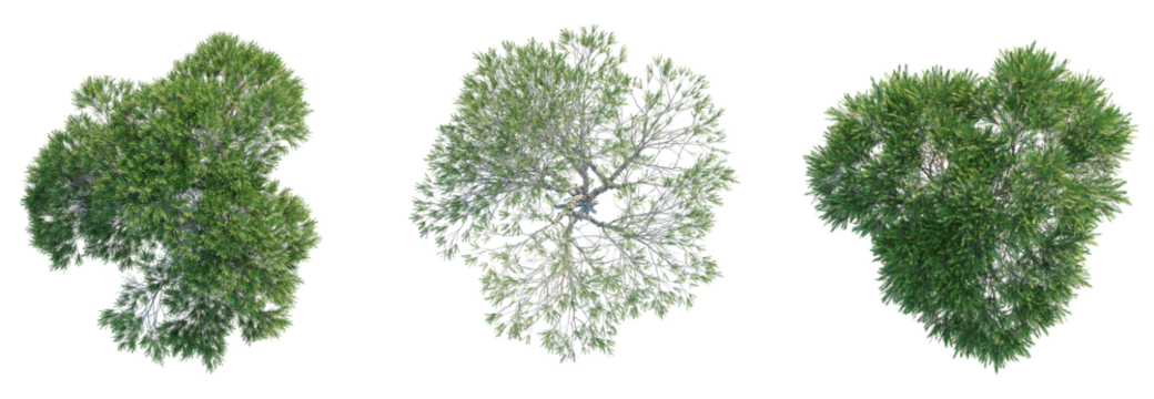 Melaleuca ericifolia Tree plan top view 4k isolate