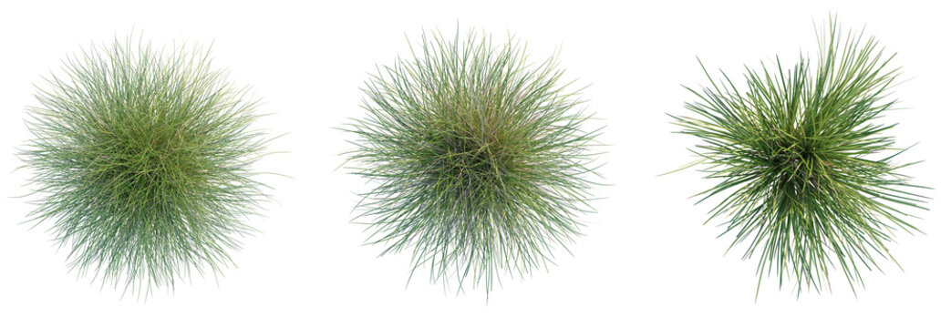 Carex dipsacea Tree plan top view cutout transparent background