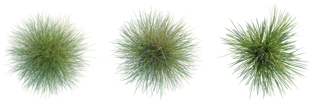 Carex dipsacea Tree plan top view cutout transparent background