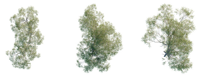 Eucalyptus camaldulensis Tree plan top view cutout transparent background © Đỗ Hải