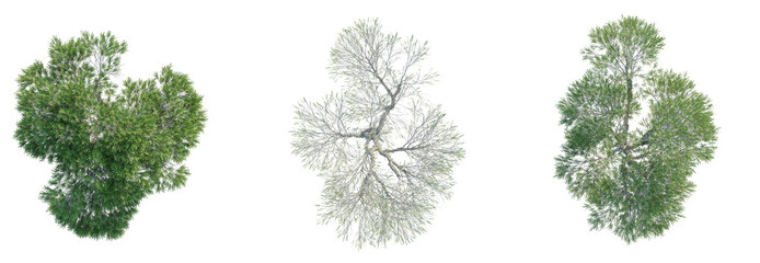 Melaleuca ericifolia Tree plan top view cutout isolate on white background
