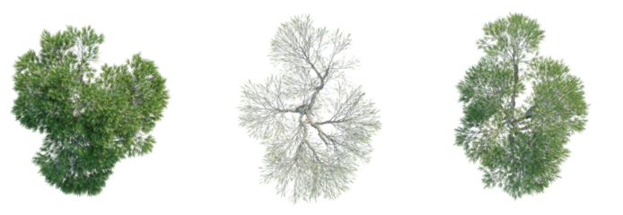 Melaleuca ericifolia Tree plan top view cutout isolate on white background