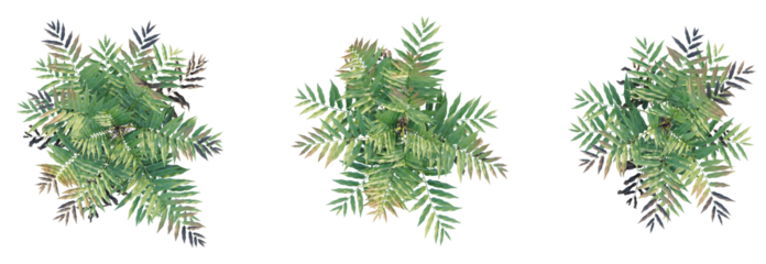 Acrostichum aureum Tree plan top view cutout isolate on white background