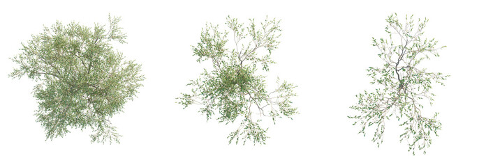 Eucalyptus robusta Tree plan top view cutout transparent background