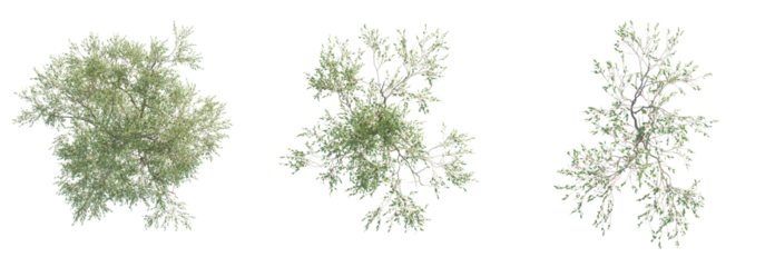 Eucalyptus robusta Tree plan top view cutout transparent background