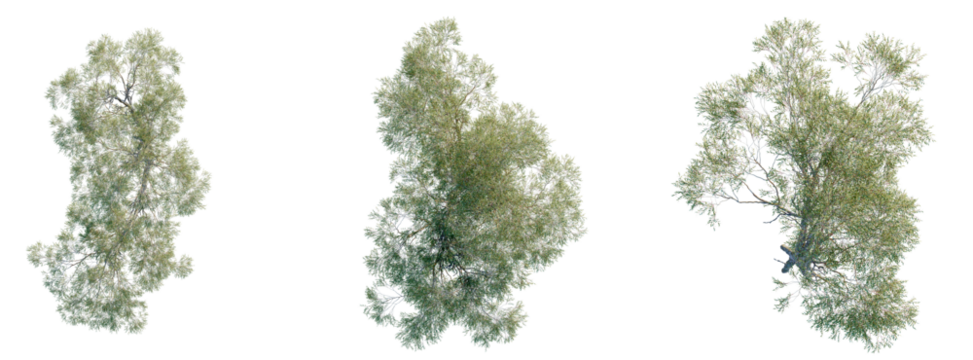 Eucalyptus camaldulensis Tree plan top view cutout transparent background