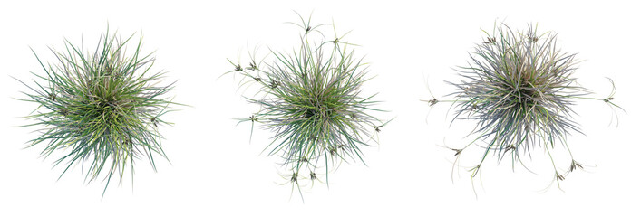 Cyperus ustulatus Tree plan top view cutout isolate on white background