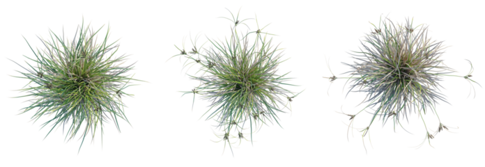 Cyperus ustulatus Tree plan top view cutout isolate on white background