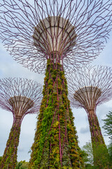 Fototapeta premium Fantastic place in the Singapore Supertree Grove 