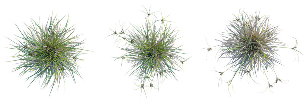Cyperus ustulatus Tree plan top view cutout isolate on white background