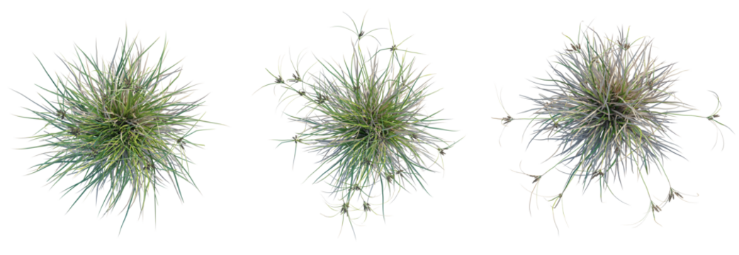 Cyperus ustulatus Tree plan top view cutout isolate on white background