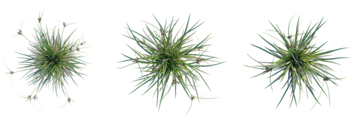 Cyperus ustulatus Tree plan top view cutout transparent background