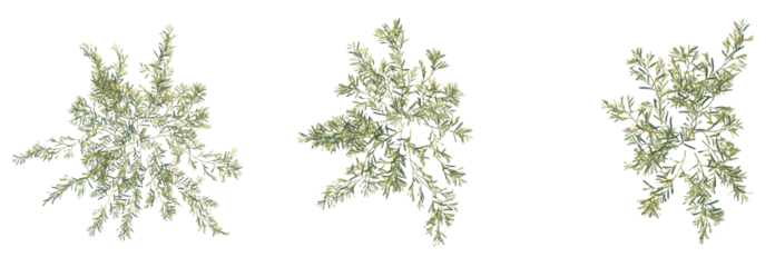 Potamogeton ochreatus Tree plan top view cutout isolate on white background