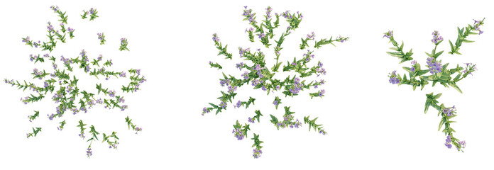 Mimulus gracilis Tree plan top view 4k isolate © DH Tree Stock