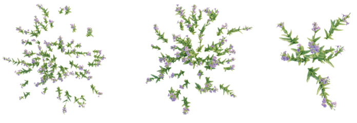 Mimulus gracilis Tree plan top view 4k isolate