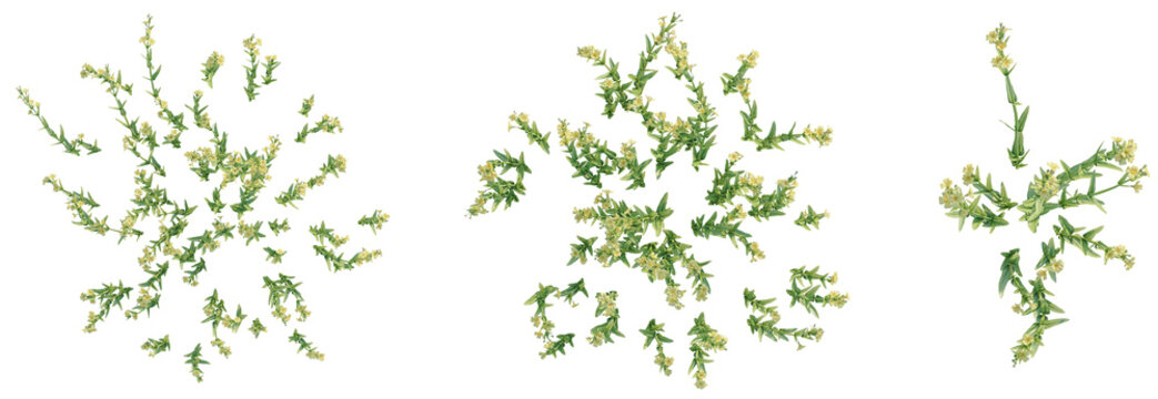 Mimulus gracilis Tree plan top view cutout transparent background