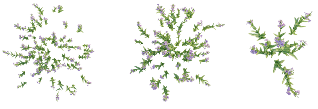 Mimulus gracilis Tree plan top view 4k isolate