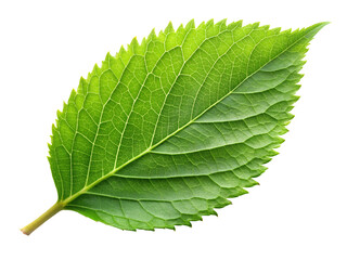 Obraz premium Vibrant green leaf with serrated edges on a black background