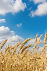 Fototapeta premium Golden wheat field under a bright blue sky with scattered clouds