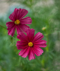Fototapeta premium Zwei purpurfarbene Kosmeen im Sommergarten 