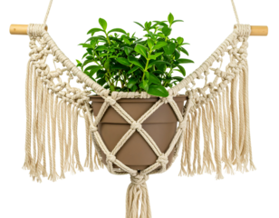 Hanging Macrame Plant Holder with Potted Green Plant, Front View, isolated on transparent background