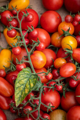 Vielfältige Tomatenernte aus dem Sommergarten – bunte Cocktail-, Cherry- und Rispentomaten frisch geerntet