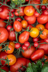 Vielfältige Tomatenernte aus dem Sommergarten – bunte Cocktail-, Cherry- und Rispentomaten frisch geerntet