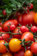 Vielfältige Tomatenernte aus dem Sommergarten – bunte Cocktail-, Cherry- und Rispentomaten frisch geerntet
